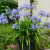 Agapanthe Pitchoune Blue -Pas Cher Fleur Plaisir Magasin agapanthus pitchoune blue 0524 1