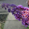 Buddleia Flower Power (Bicolor) - Arbre Aux Papillons -Pas Cher Fleur Plaisir Magasin buddleia flower power bicolor 781565 3