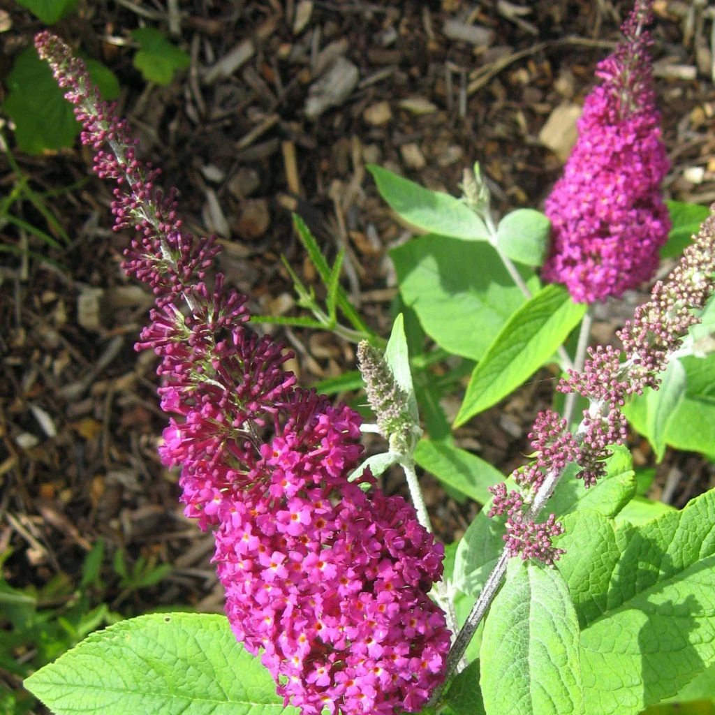 Buddleia Miss Ruby - Buddleia Nain 2 Buddleia Miss Ruby - Buddleia Nain