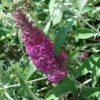 Buddleia Davidii Summer Beauty -Pas Cher Fleur Plaisir Magasin buddleia summer beauty 7827 1
