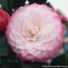 Camélia Classique - Camellia Nuccio S Pearl -Pas Cher Fleur Plaisir Magasin camelia NUCCIOS PEARL 7990 1