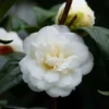 Camélia Nobilissima - Camellia Japonica -Pas Cher Fleur Plaisir Magasin camelia nobilissima 82825 3