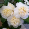 Camélia Classique - Camellia Jurys Yellow -Pas Cher Fleur Plaisir Magasin camellia jurys yellow 79882 1