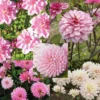Collection 10 Dahlias Assortis Roses -Pas Cher Fleur Plaisir Magasin collection 10 dahlias roses 31447 1