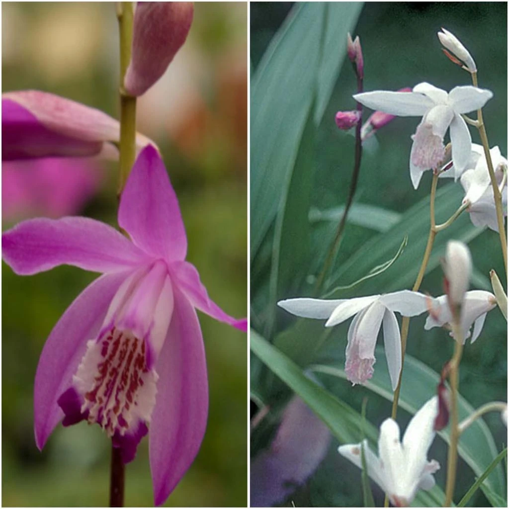 Collection 6 Blétillas 3 Collection 6 Blétillas