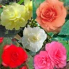 Collection 15 Begonias Grandifloras -Pas Cher Fleur Plaisir Magasin collection begonias 51256 1