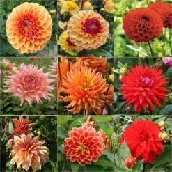 Collection Brassée De Dahlias Flamboyants - 9 Variétés