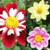 Collection Dahlias Collerette 2 Collection Dahlias Collerette -Pas Cher Fleur Plaisir Magasin collection dahlia colerettes 31450 1