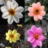 Collection Dahlias Happy Single -Pas Cher Fleur Plaisir Magasin collection dahlia happy 31434 1