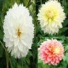 Collection Dahlias Fubuki -Pas Cher Fleur Plaisir Magasin collection dahlias fubiki 31427 1