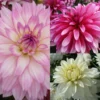 Collection Dahlias Nains Gallery -Pas Cher Fleur Plaisir Magasin collection dahlias gallery 3911 1