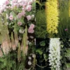Collection Eremurus -Pas Cher Fleur Plaisir Magasin collection eremurus 53574 1