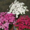 Rhodohypoxis Collection 3 X 3 2 Rhodohypoxis Collection 3 X 3 -Pas Cher Fleur Plaisir Magasin collection rhodohypoxis 1142 1