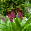 Eucomis Comosa Leia - Eucomide Rose -Pas Cher Fleur Plaisir Magasin eucomis comosa leia 86060 p
