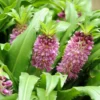 Eucomis Comosa Sparkling Burgundy® - Eucomide Rose à Feuillage Pourpre -Pas Cher Fleur Plaisir Magasin eucomis comosa sparkling burgundy eucomide rose feuillage pourpre IF 69261 1