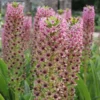Eucomis Comosa Pink Gin - Fleur Ananas -Pas Cher Fleur Plaisir Magasin eucomis pink gin 15550 1