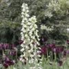 Fritillaria Persica Ivory Bells - Fritillaire De Perse -Pas Cher Fleur Plaisir Magasin fritillaire persica ivory bells 54974 1
