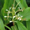 Hedychium Spicatum 1 Hedychium Spicatum -Pas Cher Fleur Plaisir Magasin hedychium spicatum 6796 1