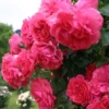 Rosier Grimpant Rosarium Uetersen 2 Rosier Grimpant Rosarium Uetersen -Pas Cher Fleur Plaisir Magasin rosarium uetersen 712842 3