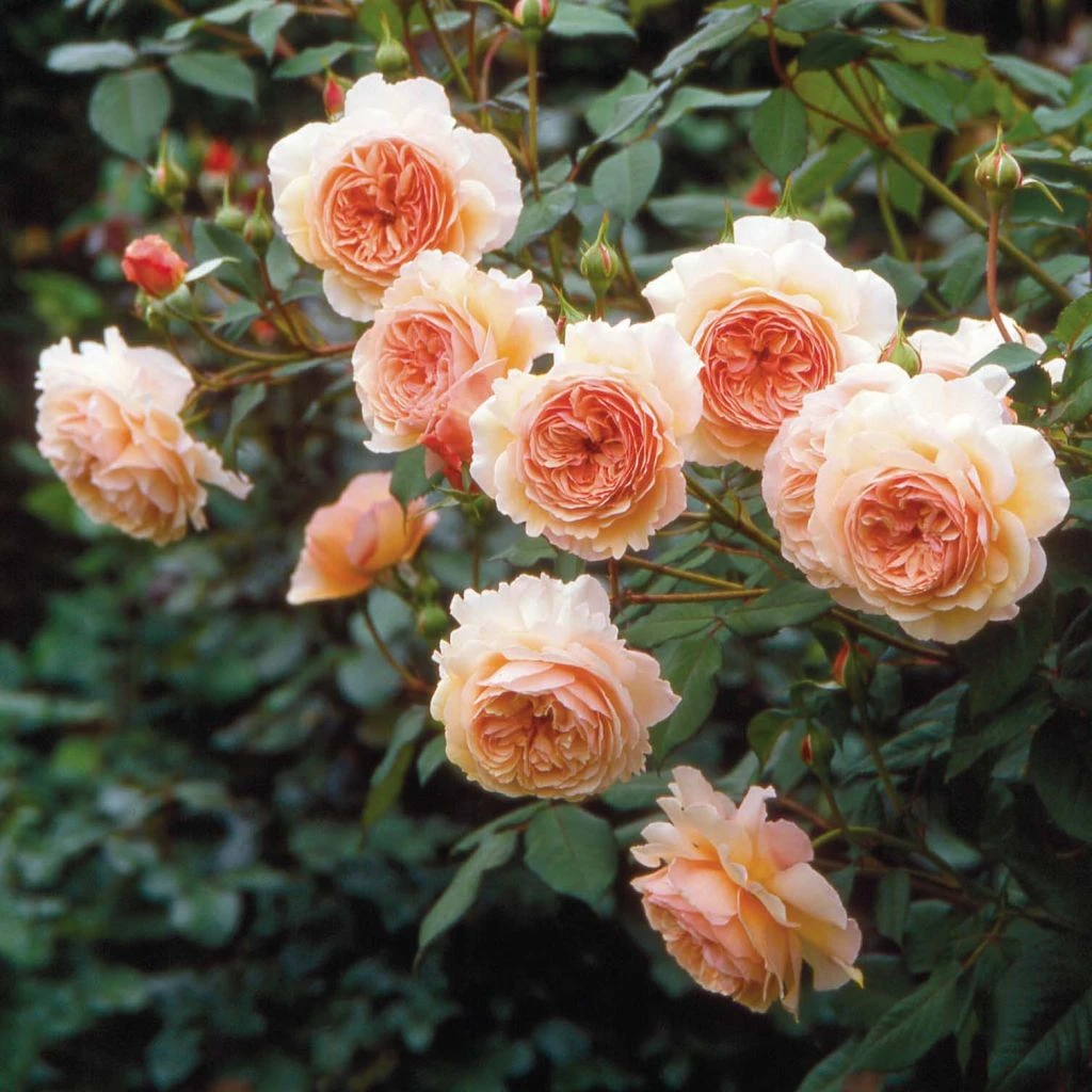 Rosier David Austin A Shropshire Lad 3 Rosier David Austin A Shropshire Lad