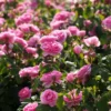 Rosier David Austin Gertrude Jekyll -Pas Cher Fleur Plaisir Magasin rosier david austin gertrude jekyll 665072