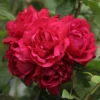 Rosier Grimpant Blaze Superior (Blaze Improved, Demokracie) -Pas Cher Fleur Plaisir Magasin rosier grimpant blaze superior 15619 1