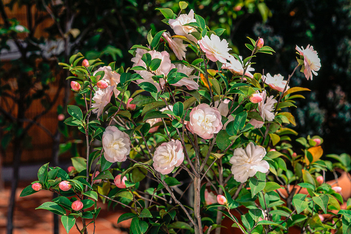 Pas Cher Fleur Plaisir Magasin -Pas Cher Fleur Plaisir Magasin camellia cinnamon cindy gyro 1200x800 1